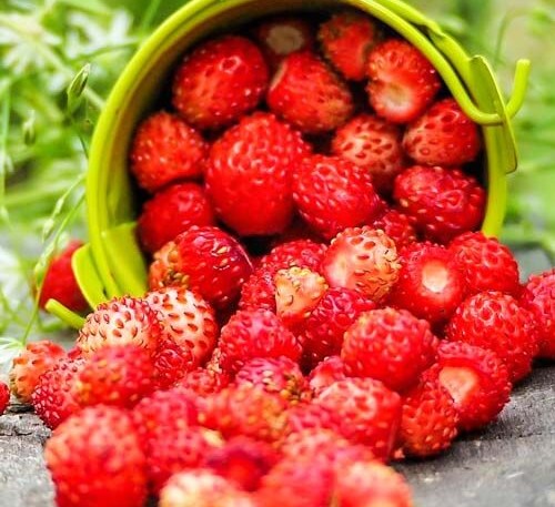Strawberry Waldsteinchen 